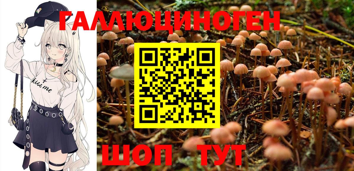 Артём  Галлюциногенные грибы Psilocybine cubensis  Вход с VPN 